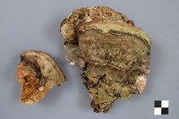 Fomitopsis ochracea image